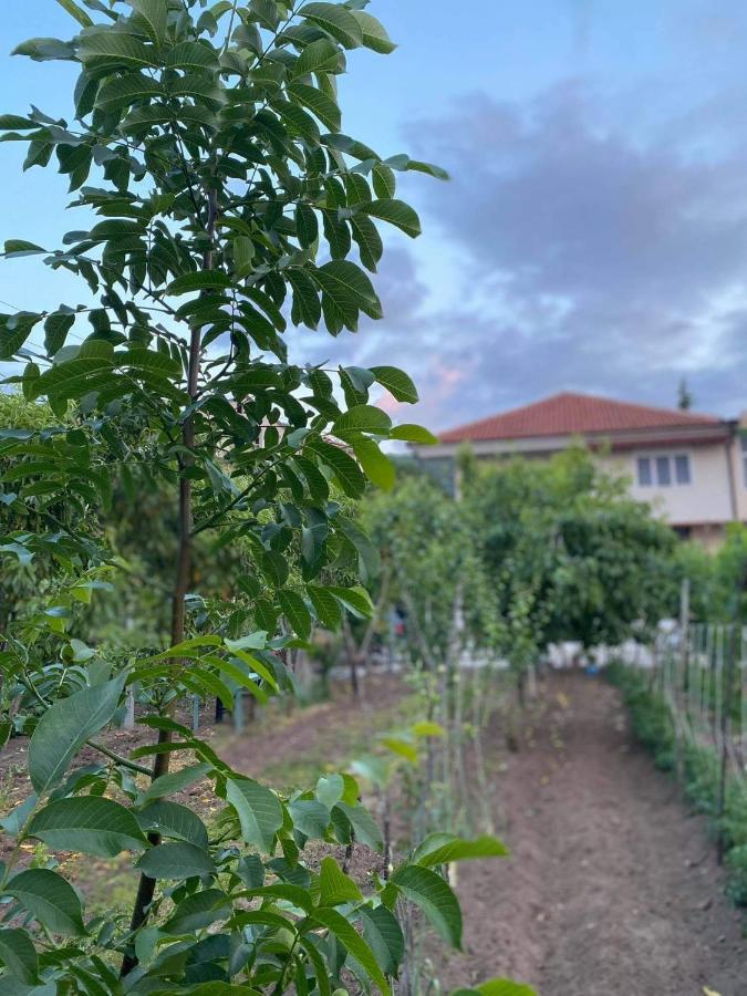 Bujtina Gjyshi Ilo Hotell Tushemisht Exteriör bild
